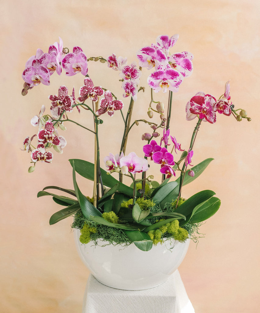 Bowl of Purple Orchids