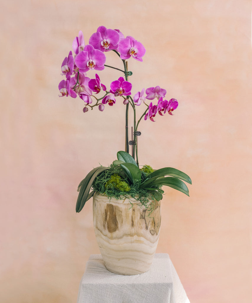 Orchids in Wood