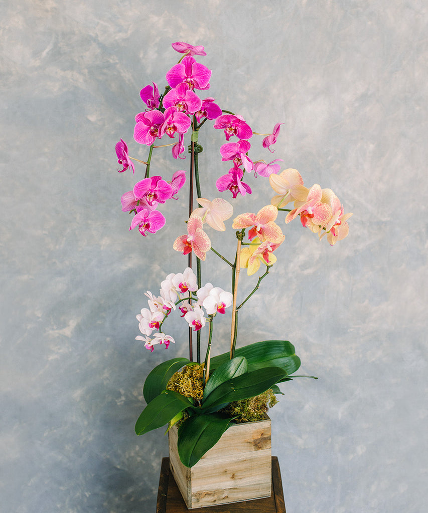 Orchid Plant - Multiple