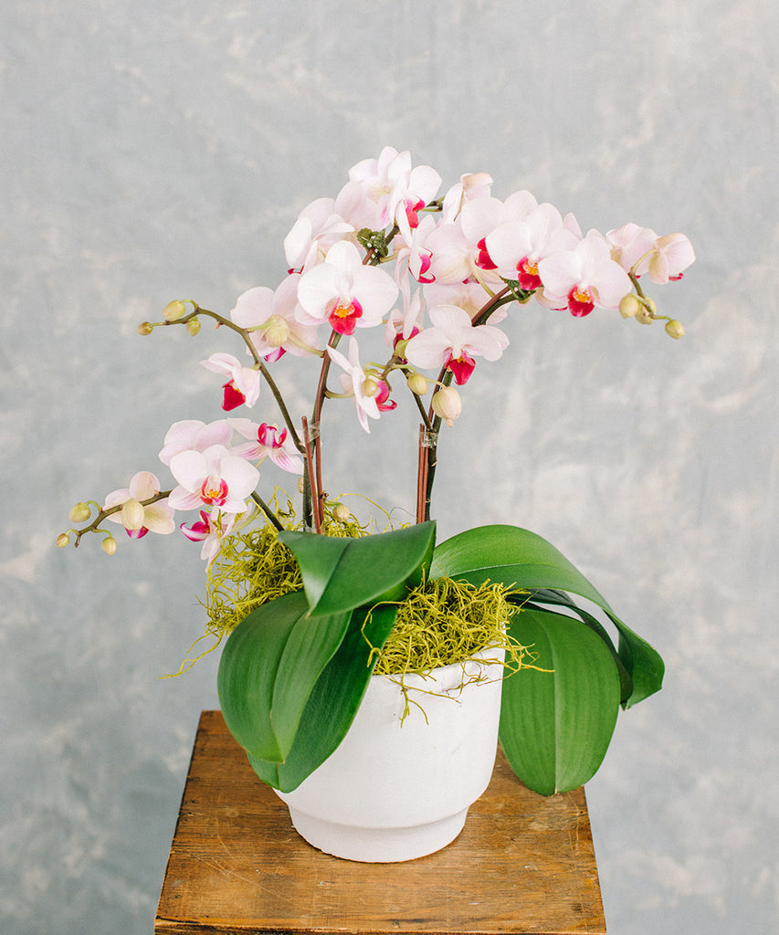 Mini Orchid Plant - Color