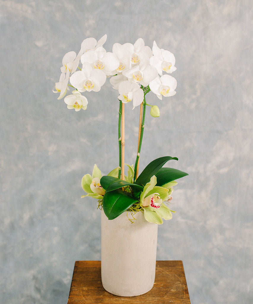 Mini Orchid Plant - White