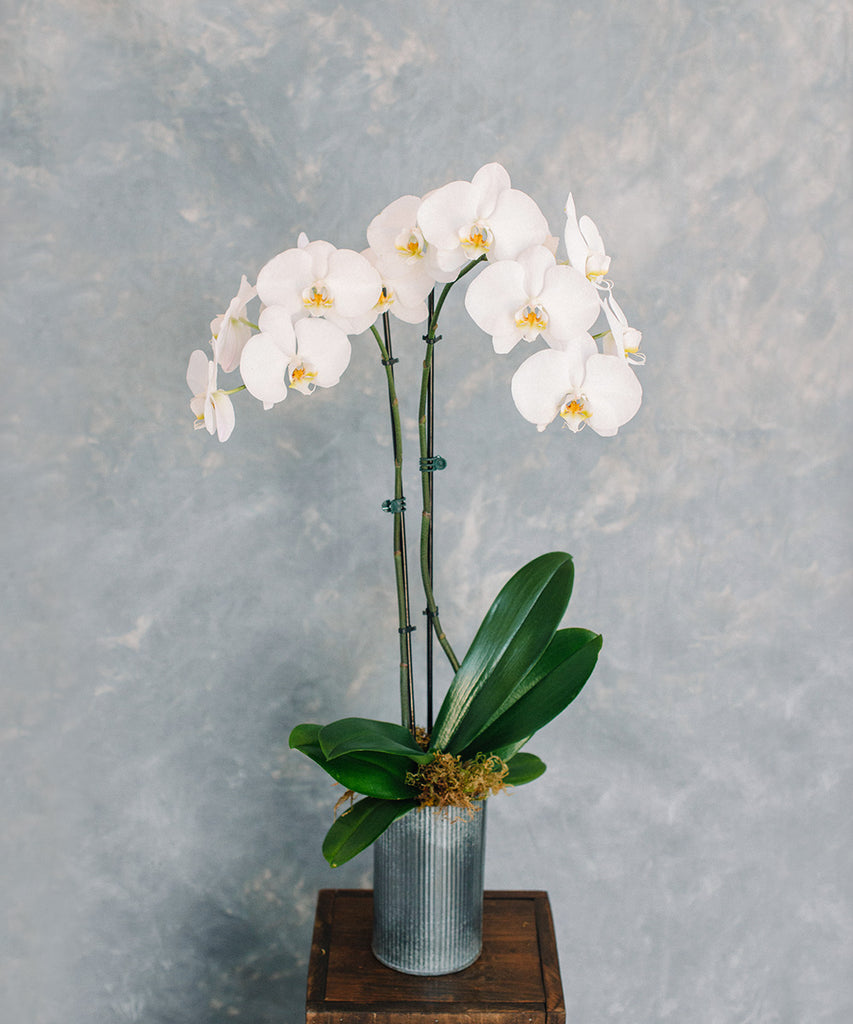 Orchid Plant - Single
